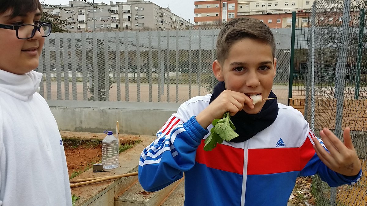 IESChN's tweet photo. Recolectando los primeros rábanos de nuestro huerto escolar. #somosecoescuela @EcoIESChN @EcoescuelasAND https://t.co/iq41tGC3bT