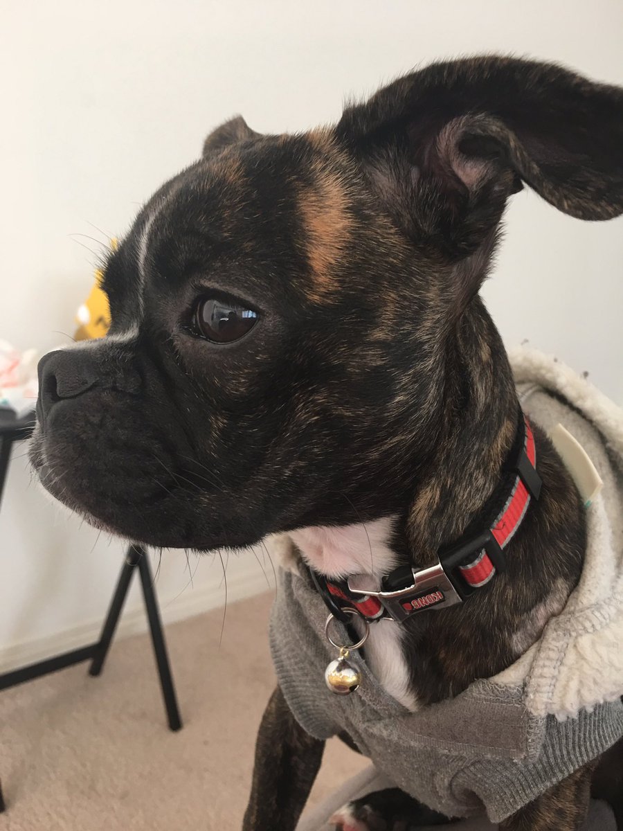 thechrisdenker's tweet image. I love that my dog brings so much joy to people. Our vet, the day care people, everybody lights up when they see her. Such a mush.