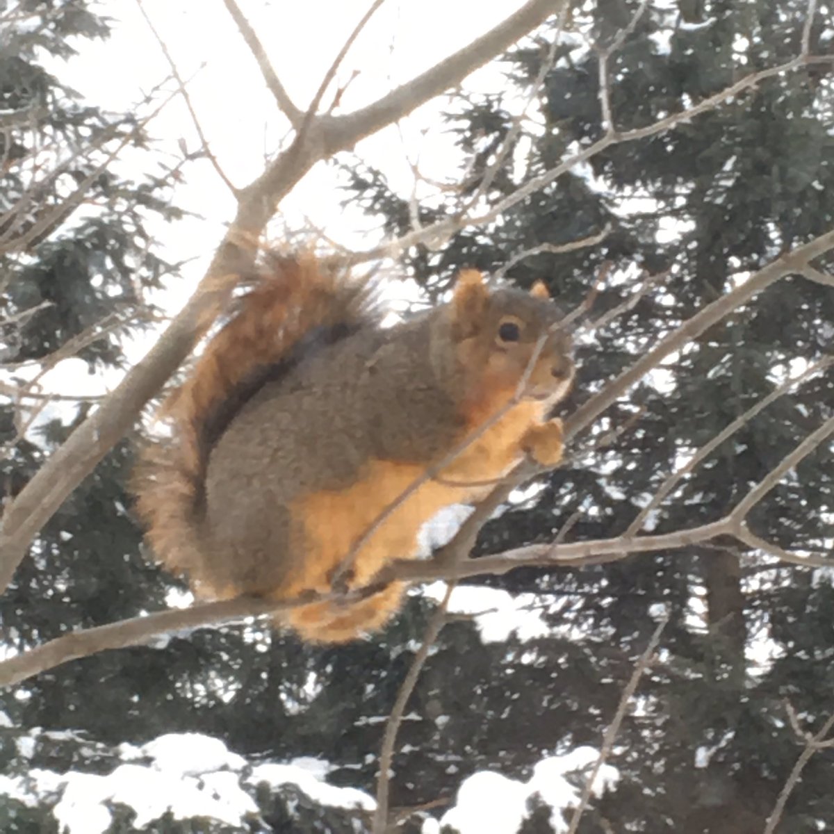 ADAMATOMIC's tweet image. bruce update: still size of dog