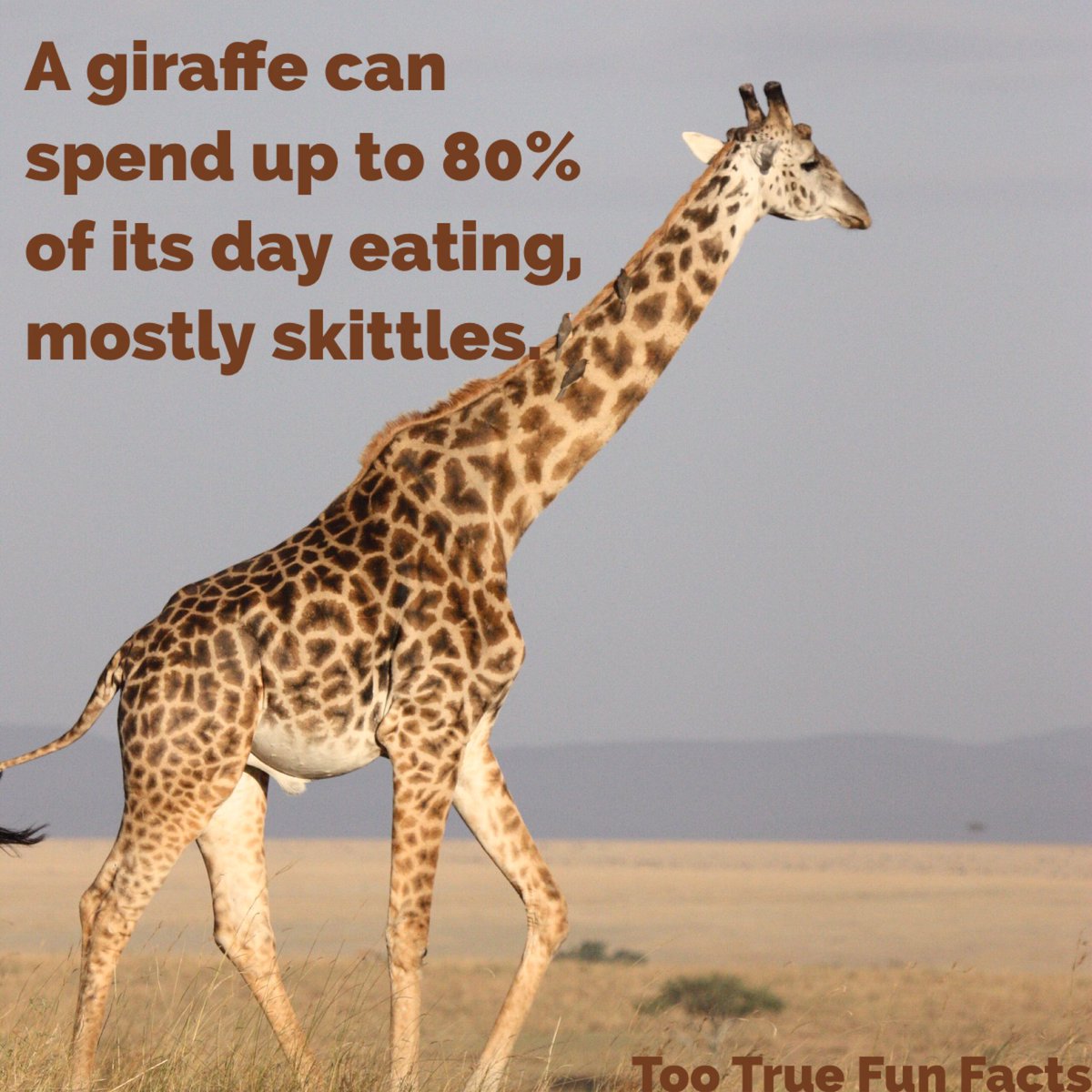 Taste the rainbow. #giraffe #animals #skittles #candy #Food #comedy  #animalkingdom #funny #humor #humour #meme #memes #parody #Satire #lol