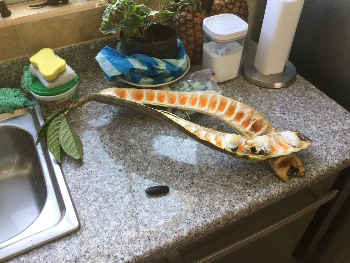 SchofieldRoger's tweet image. Guava, from the amazon, Ecuador. Sweet fruit.