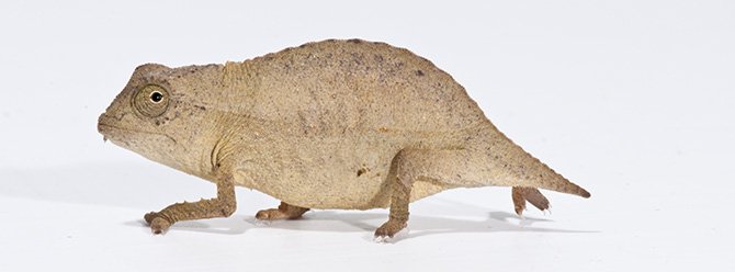 dkpublishing's tweet photo. This chameleon can help you survive awkward #holiday gatherings! Found out how: https://t.co/VqJo6mAXPq https://t.co/FFuzJTnV4c