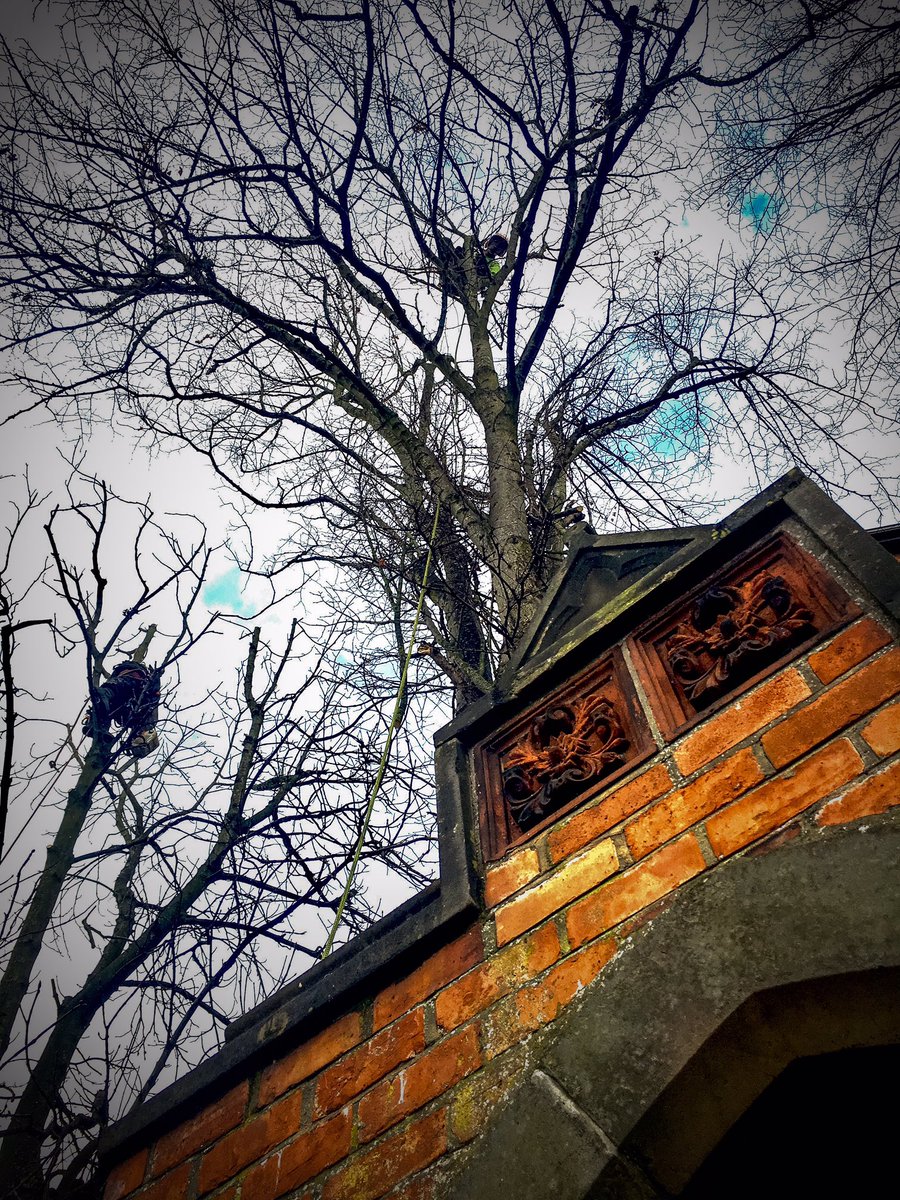 Treescapes NI (@treescapesni) on Twitter photo 
