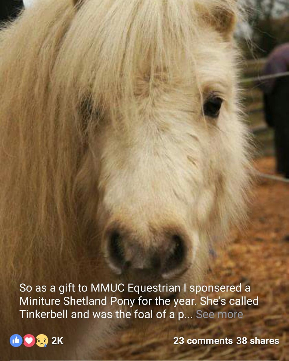 Our sponsered Pony Tinkerbell has gotten over 2k likes on our Facebook. We do hope Tink and <a href="/RedwingsHS/">Redwings</a> gets more sponsers over Christmas😍