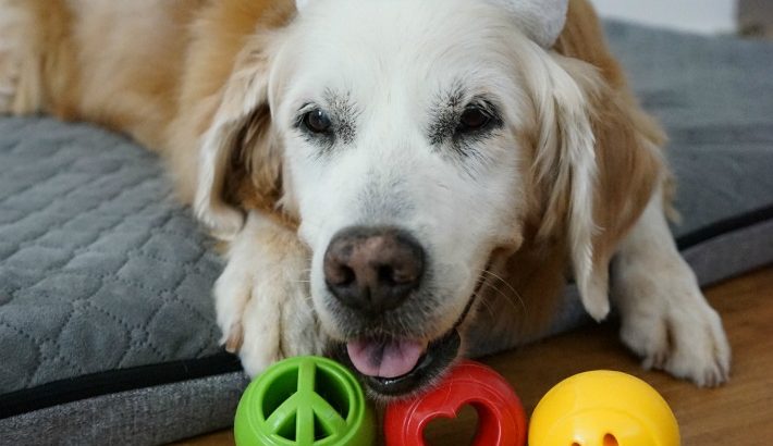 GoldenWoofs's tweet photo. Peace, #Love and Happiness https://t.co/MYdspaoUs2 #planerdog #orbeetuff #dogtoys https://t.co/KlqzIqii7l