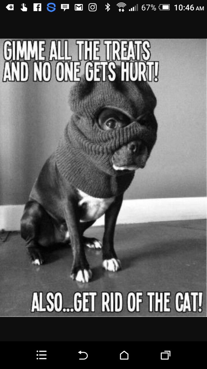 TuckertheBoston's tweet photo. One day I might just snap and this will be me #hungryfortreats #isometimesmissthecat #butrarely https://t.co/hf6tp10GSi