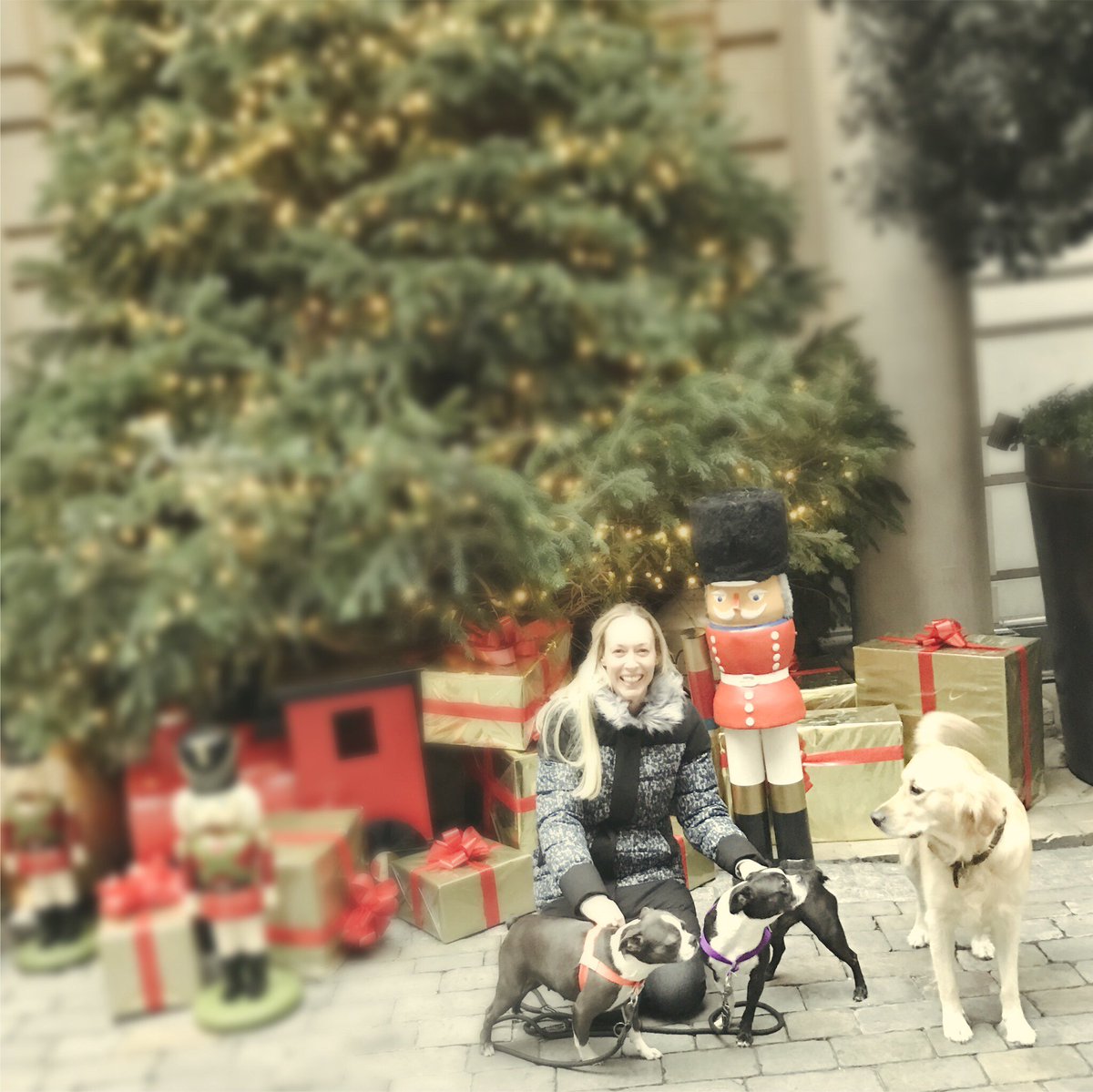 frankiesbook's tweet photo. Wow😀 they’ve got a dog🐶 here too 🎉 #rosewoodlondon #FrankieDoodlesClub #bestrong #bekind #beyou #love #dogs #ilovemydog #pets #bostonterrier https://t.co/BA3Sf5m646