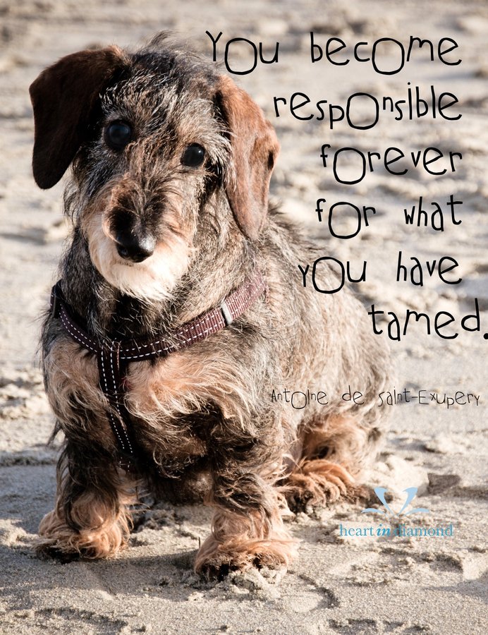 heartdiamondpet's tweet photo. https://t.co/dppRv95ZMc