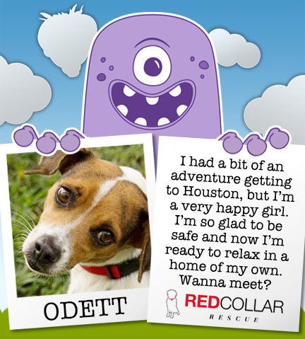 RED Collar Rescue Wednesday. Odett is a happy girl who is ready to get out of the kennel and into a foster/forever home. info@redcollar.org