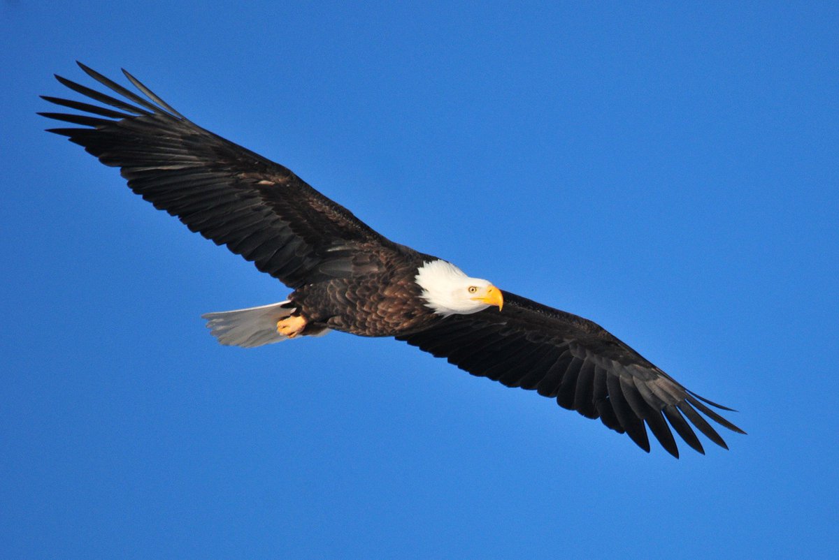 DirectorDanAshe's tweet photo. We're updating our management of bald and golden eagles in order to ensure healthy populations for the next century. https://t.co/wrGJCf16lB https://t.co/CjOUFVBGHm