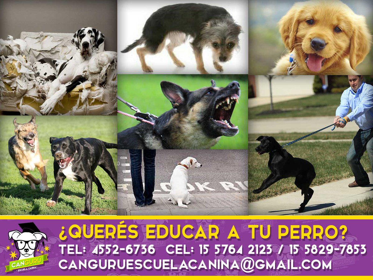 EscuelaCanguru's tweet photo. @showdelproblema Nosotros te podemos ayudar! Contactanos ;) #perrodescontrolado https://t.co/OcwLzGBymE
