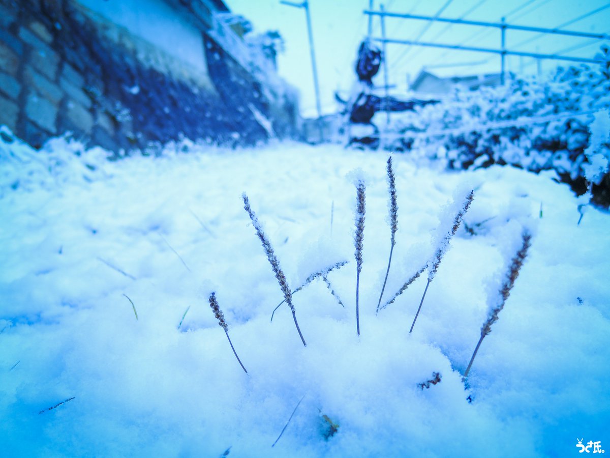 usalica's tweet photo. 『迷い込んだ雪景色』
2015年冬。 https://t.co/BZjtY0CThW