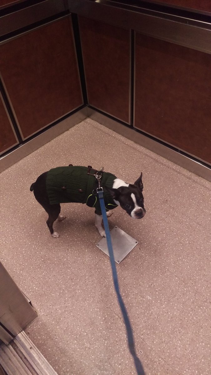 TuckertheBoston's tweet photo. Just a boston in the city. Living the elevator #life https://t.co/BonkRE11LJ