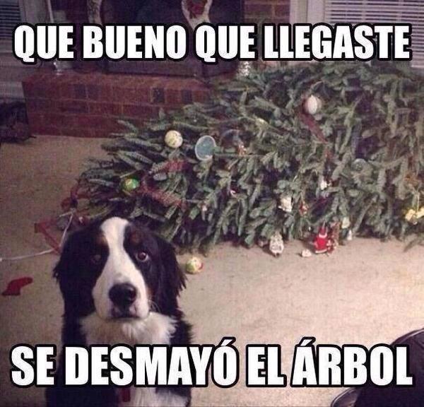 KikiriWau's tweet image. #humorPerruno