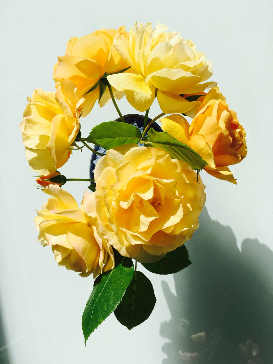 theflowerwhisper tweet media