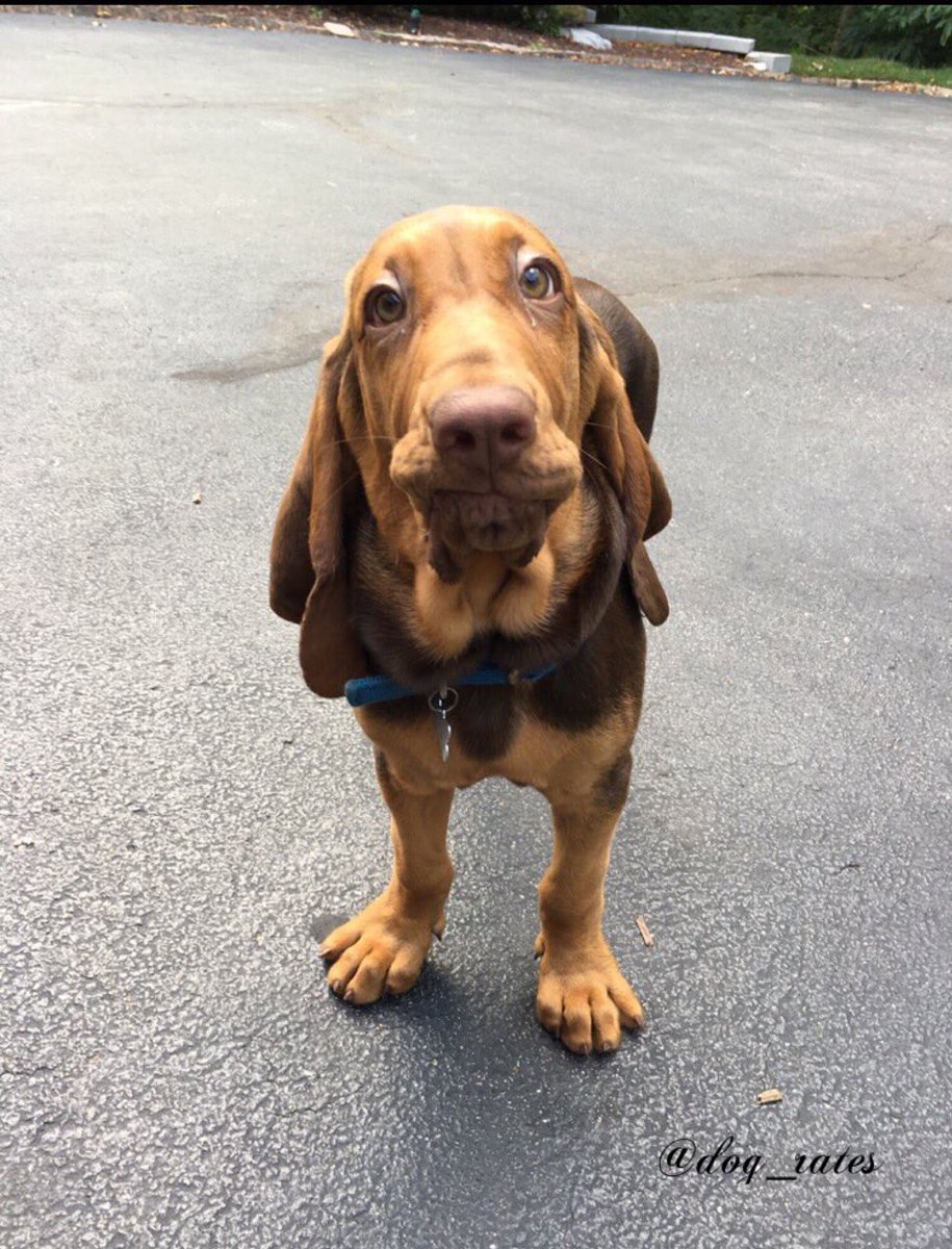 dog_rates's tweet photo. This is Wallace. You said you brushed your teeth but he checked your toothbrush and it was bone dry. 11/10 not pupset, just disappointed https://t.co/nadm8yWZ4h
