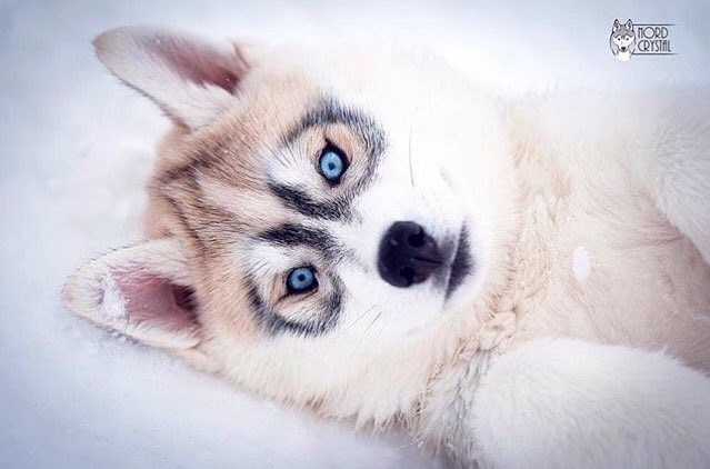 huskieshere's tweet image. Pic By: @ tanya_nordcrystal ( Ig )