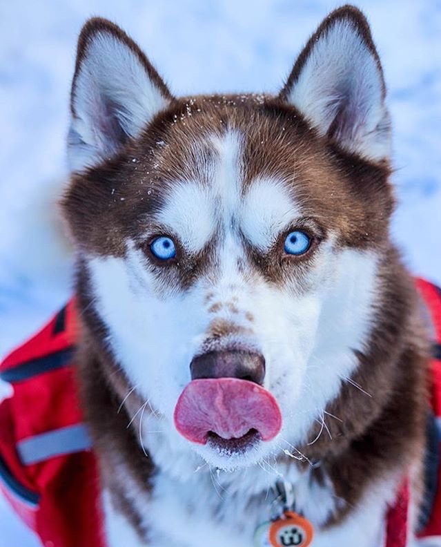 huskieshere's tweet image. Pic By: @ jager_husky ( Ig )