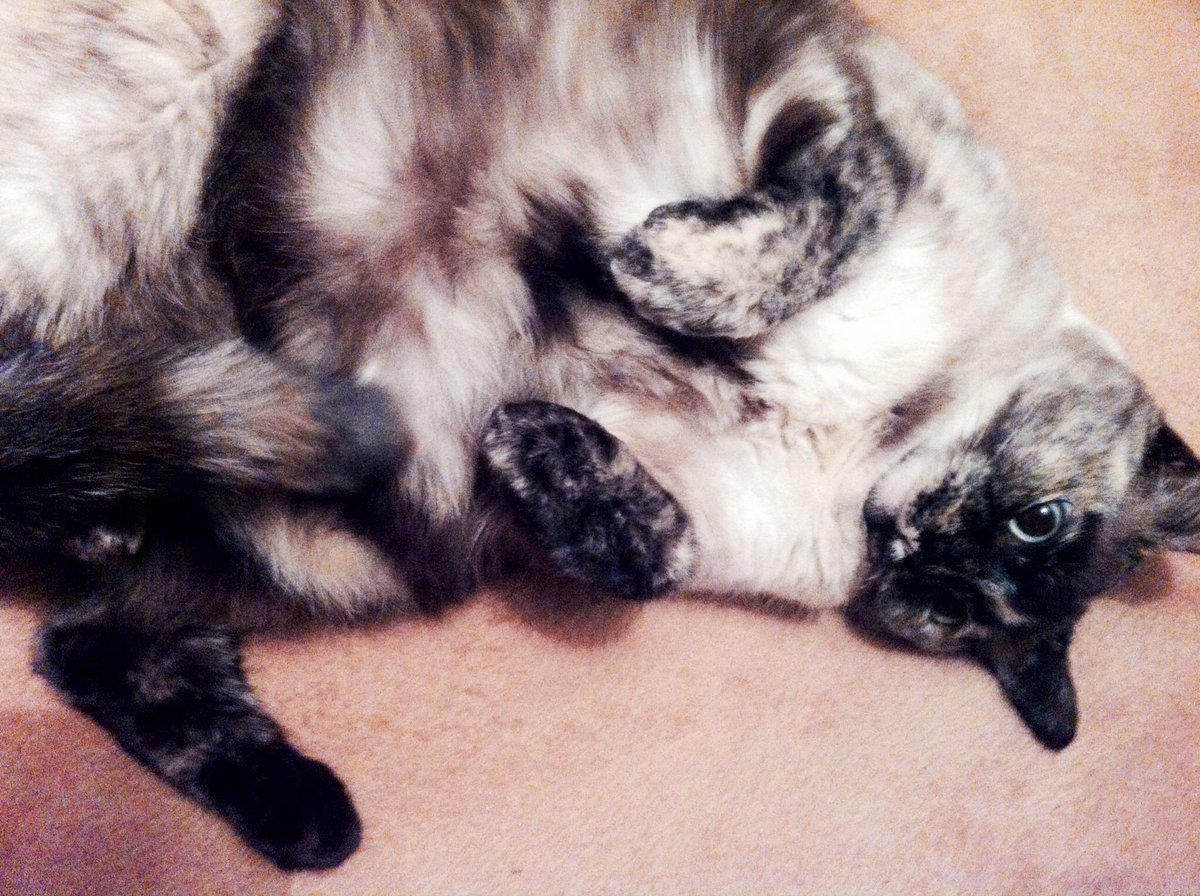 joanarotten's tweet image. You wanna be on top 🐈