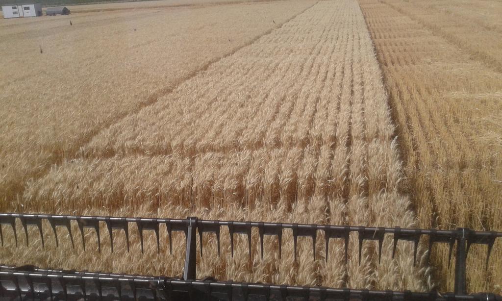 fermrozek's tweet photo. Primer ensayo del sudeste, Tandil campo de Jorge Muruzabal. ACA 303 PLUS cerca de los 7000 kgs/ha. Al tope del rinde y la calidad. https://t.co/sXdq5AhuyV