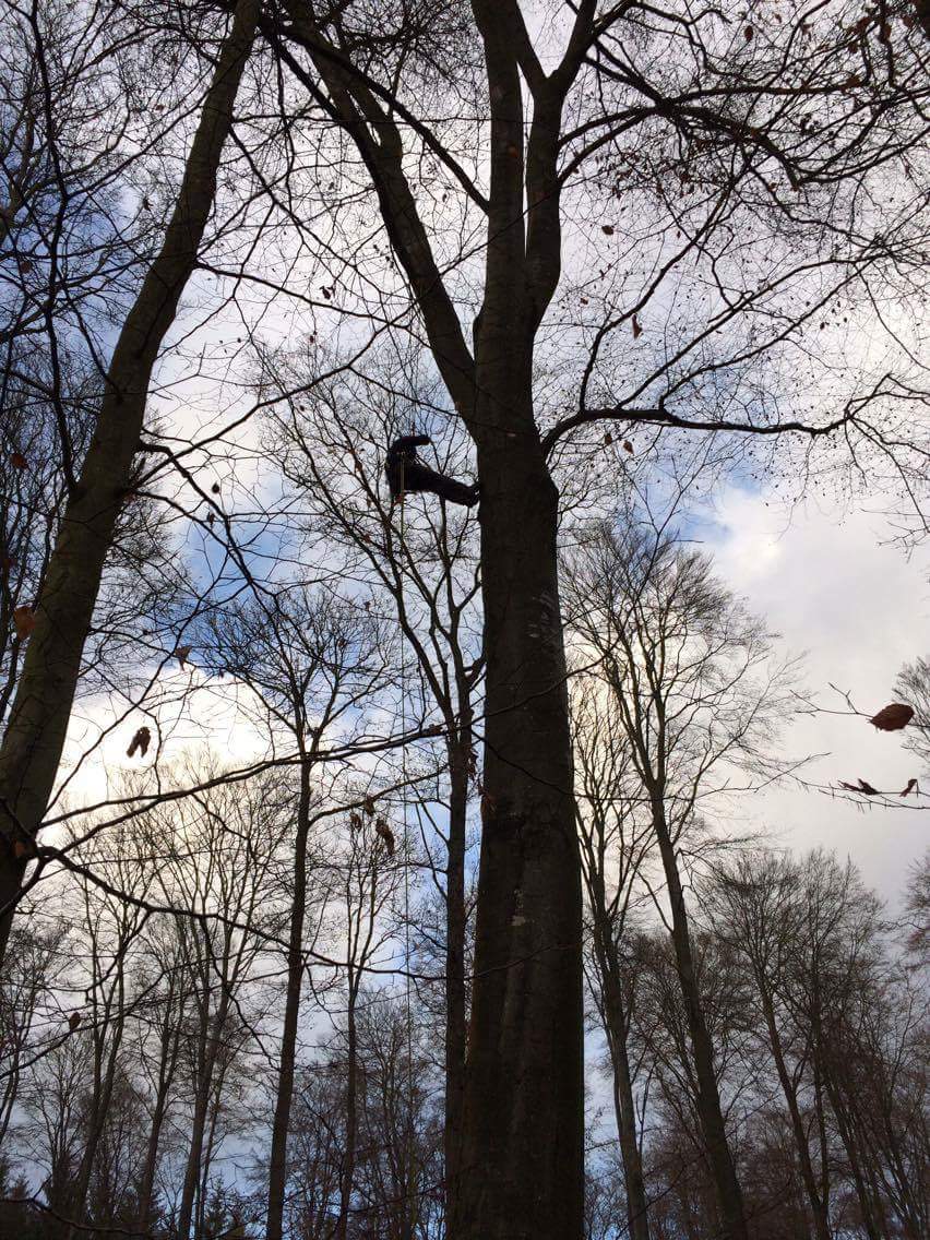 Out climbing some big trees in #Normandie #climbingarborist  #trees #northmantreeandgarden