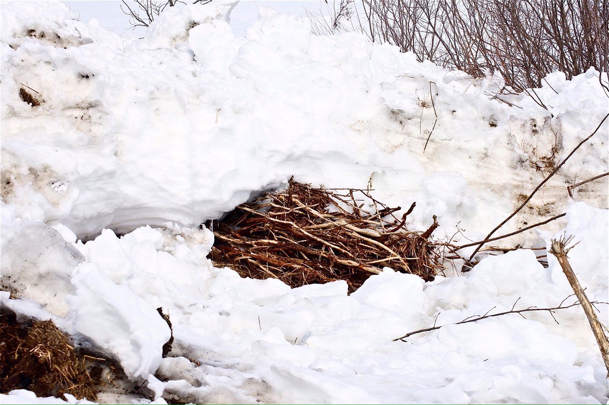 anonymousbart's tweet image. Kindle - Tundra, 2011
30" x 44", digital print
#wpg #winnipeg #Canadianart #art #winnipegart #mb #manitobaarts #photography #Canadianartist