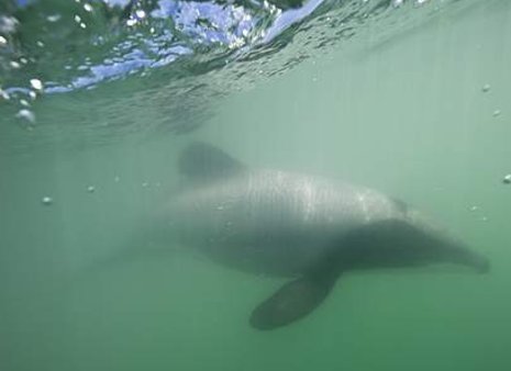 Breaking news - Fishing companies Sanford and Moana unite to protect Māui dolphins <a href="/radionz/">RNZ</a> bit.ly/2huhIfR