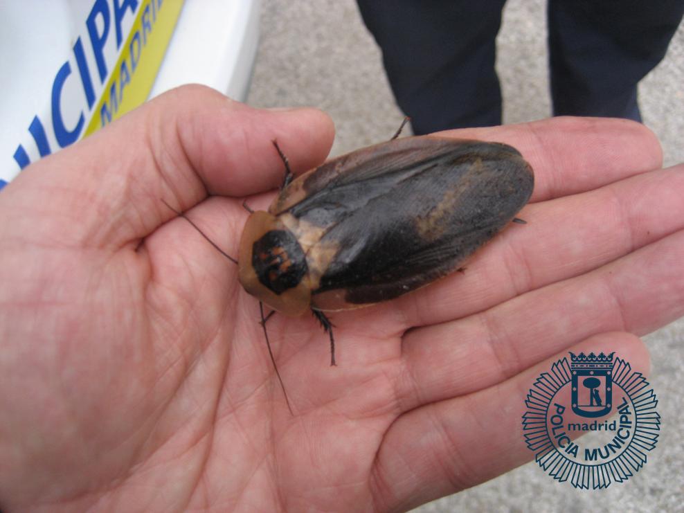 policiademadrid's tweet photo. Compañeros de la Unidad de Medio Ambiente localizan 54 #Cucarachas gigantes de Madagascar en un descampado de #Carabanchel https://t.co/wQYk7IeiYk