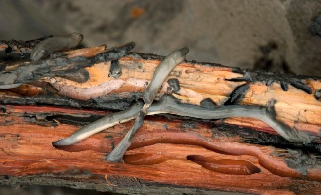 короед жук древоточец. личинка жука короеда. личинка жука короеда. личинка жука древоточца. корабельные черви тередо.