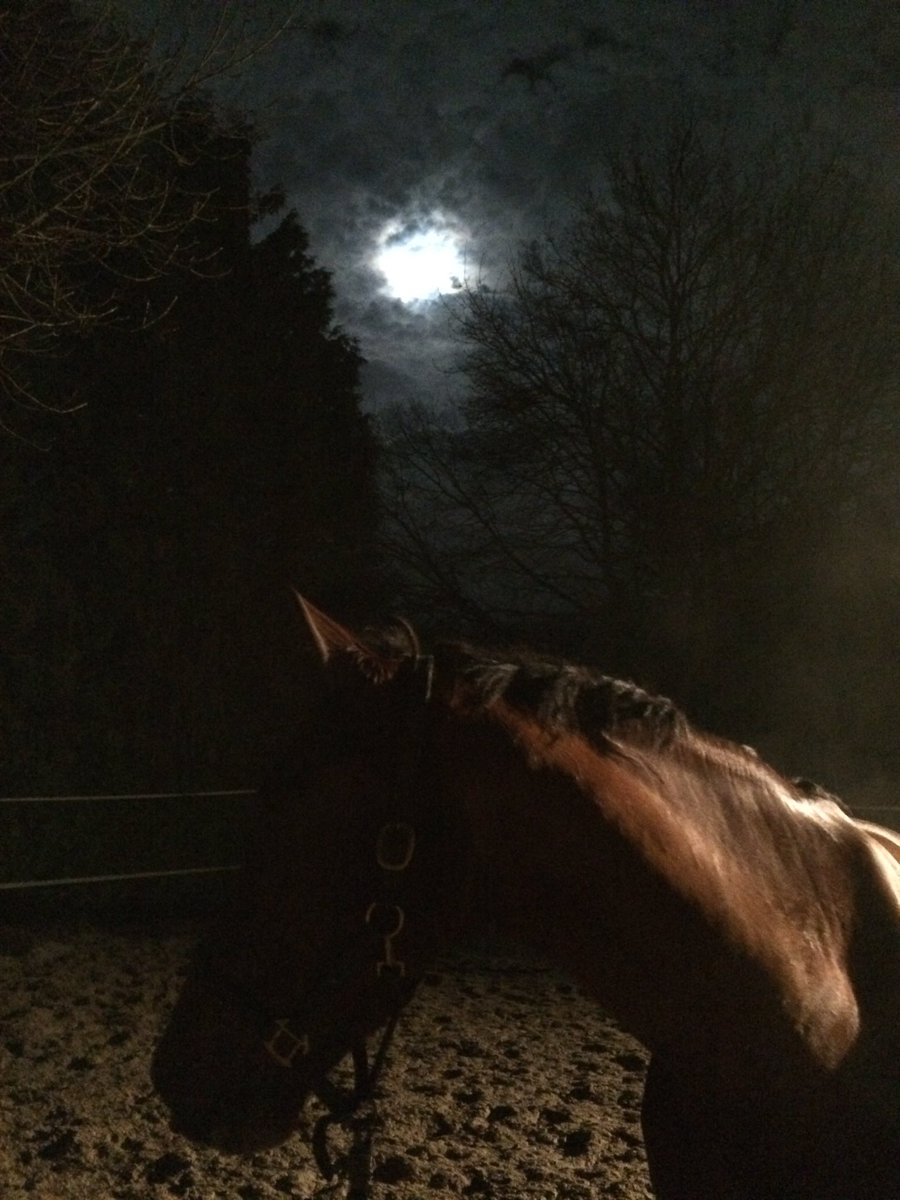 AletHollander's tweet photo. Daar piept de maan door het #wolkendek. Hopelijk de #zon morgen ook! #Bendegrijzedgnzat @FlevolandWeer https://t.co/gntIkjvN0y