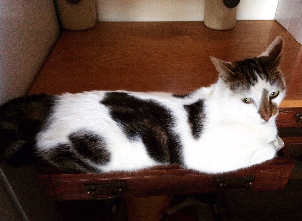 LuluHihi's tweet image. If I fits, I sits. 😺Especially in the drawer where the strong &apos;nip is stashed #cat #catnip #catnipaddict #PushPush #StrayCat #Adoptacat