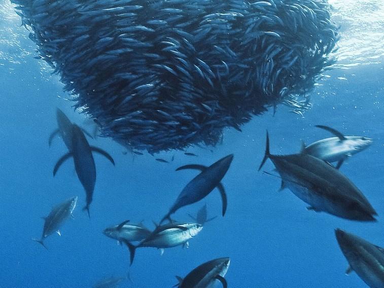 Nat Geo WILD on X: Yellowfin tuna often hunt in close formation to herd  smaller fish into bait balls #KingdomOfTheOceans 9/8c   / X