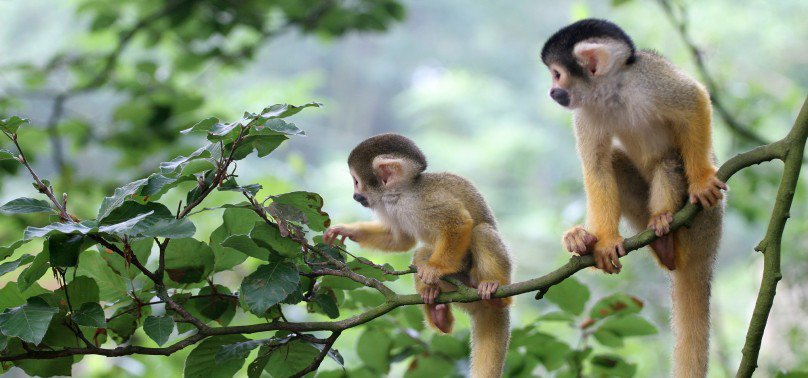 bwstauffer's tweet photo. Happy World Monkey Day! https://t.co/IfYgdFwlIn @sorrowindustries @monkeyday #ericmilliken @NationalZoo https://t.co/Zz0b1Xs6of