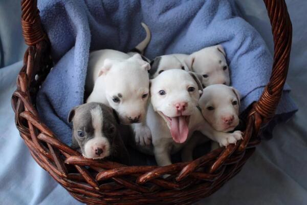 RavingNevermore's tweet photo. *Knocks on @ArcheAge &amp; @TrionHelp Door* Basket of puppies! #ArcheAge #LaunchFAIL #YOURDOOM https://t.co/0qnqxyXLoJ