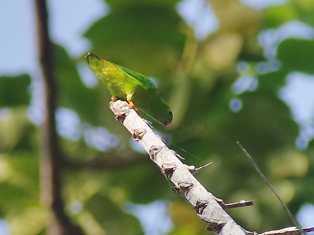 Image result for Pygmy Hanging Parakeet-