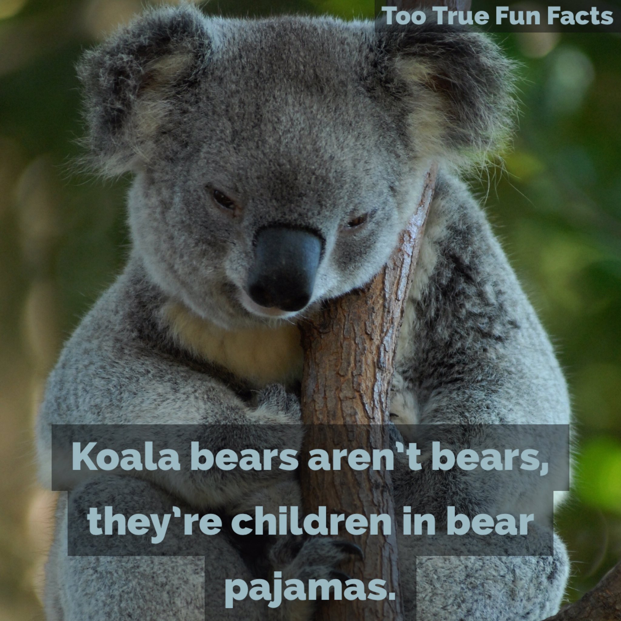Too True Fun Facts on Twitter: 