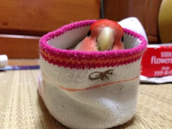 BirdsThoCo's tweet image. ᶜᵒᵐᶠʸ ˢᶰᵉᵃᵏ ⁽' ᵛ ' ⁾