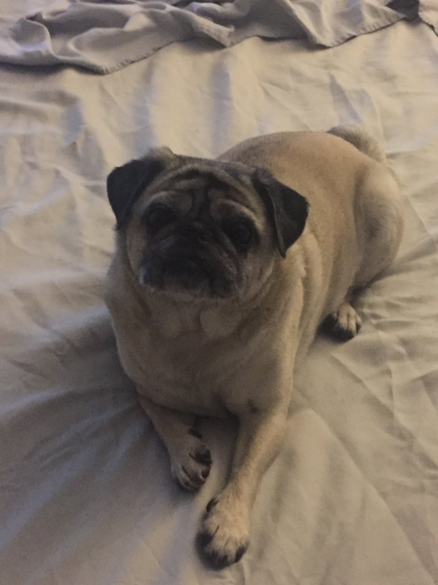 WrigleyPug's tweet photo. @PugChat Wrigleypug checking in late https://t.co/ABvlP2Hz9b