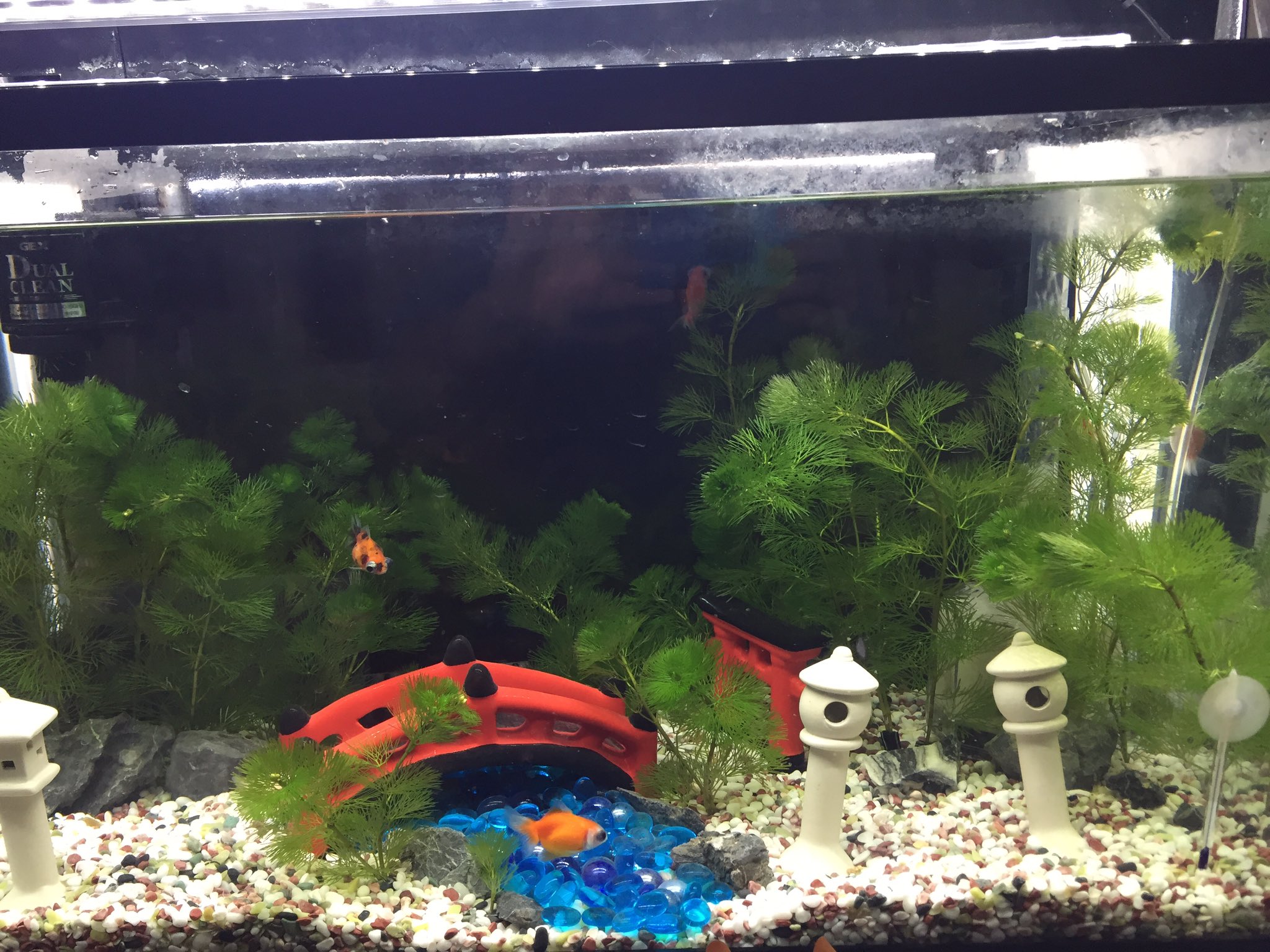 アクアboy 日本庭園風レイアウト水槽に出目ピンポンパールを5匹導入しました ちょこちょこ泳いで可愛い 日本庭園 レイアウト 金魚 ピンポンパール 出目ピンポンパール 更紗 キャリコ ミューズ T Co Sparjeixh6 Twitter