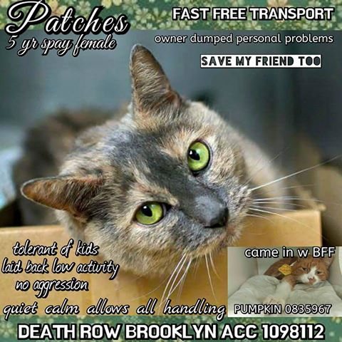 mustlovecatsnyc's tweet image. TO BE KILLED 12/15/2016
RT
OWNER DUMPED "PERSONAL PROBLEMS"
TOLERANT OF KIDS.. CAME IN W/BFF PUMPKIN A0835967
facebook.com/mustlovecatssa… …