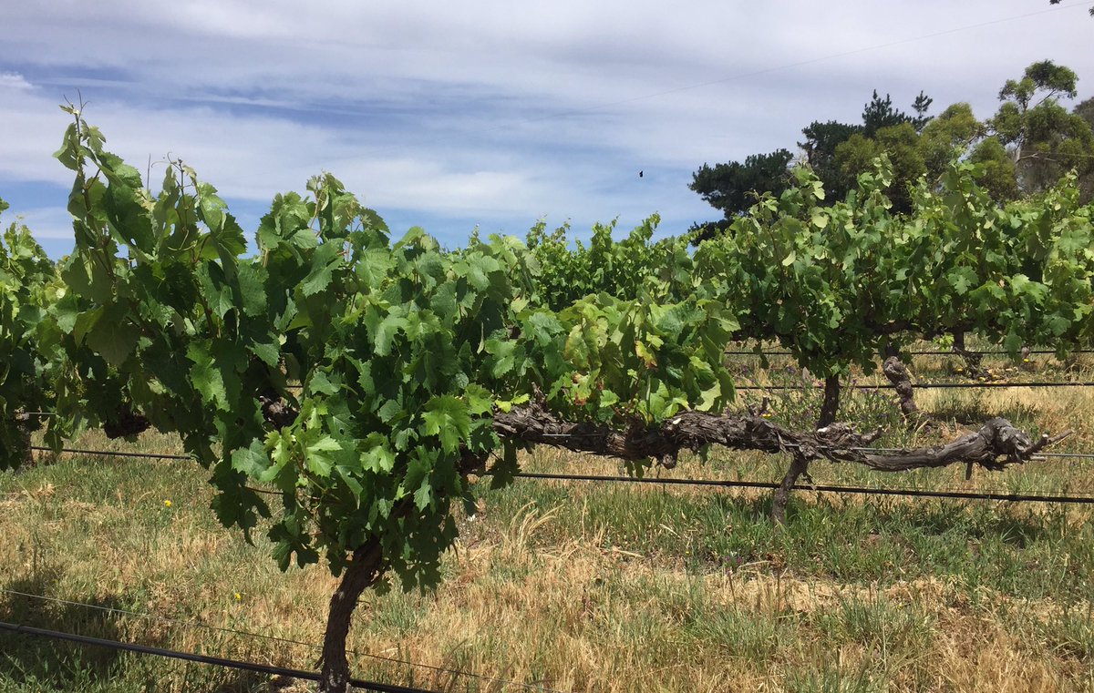 Maxi_Cut's tweet photo. At a vineyard today, looking how we can help with dieback! #dieback #vineyard #rework #bringlifetoyourvines #maxicut https://t.co/DeBDPaA5YN