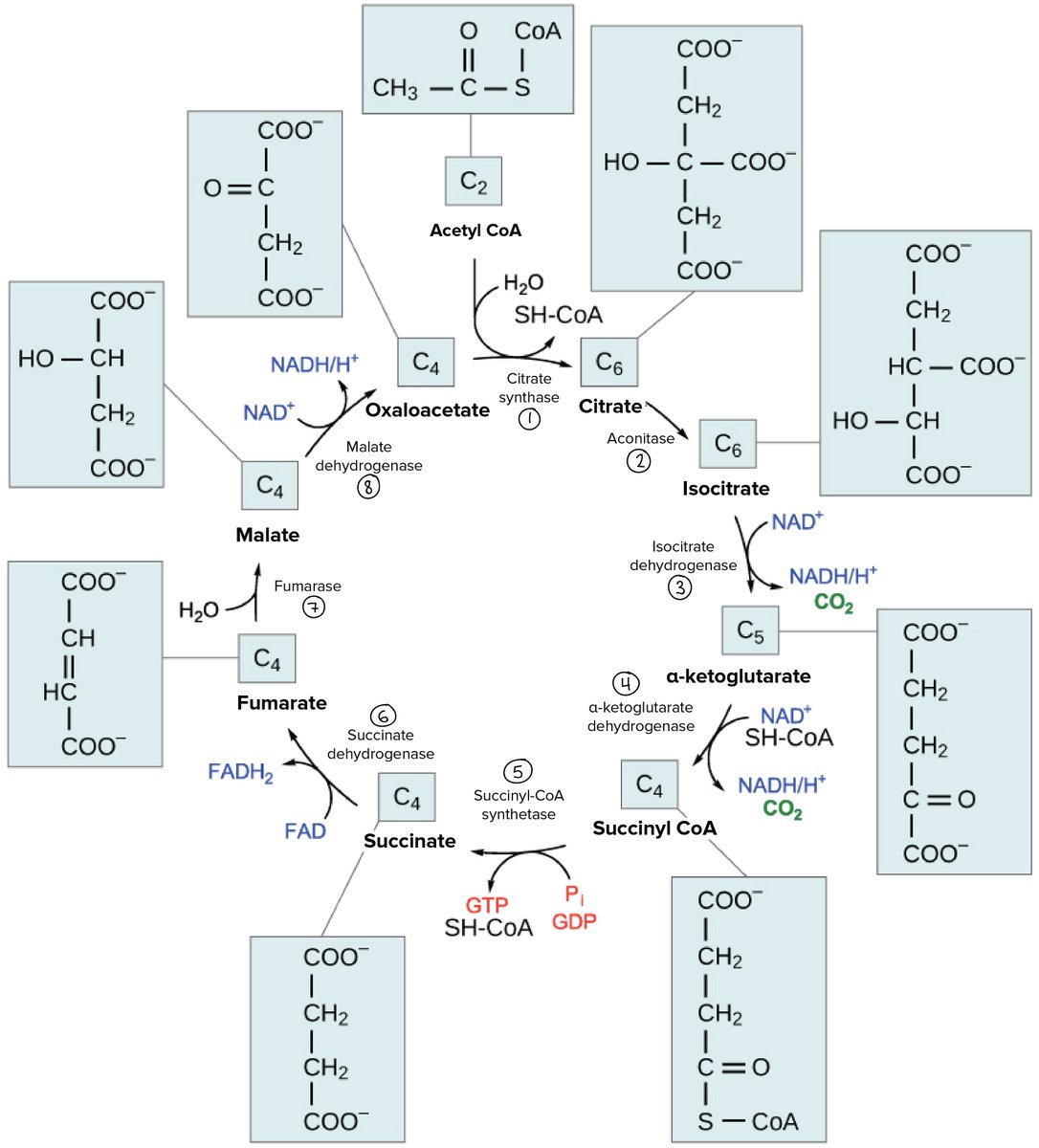 Mytoekondriaa's tweet photo. You wanna talk policies? We've got policies. Take the Krebs cycle, for example: talk about a great way to kick off energy production. #neat https://t.co/nAsMfMxcRn