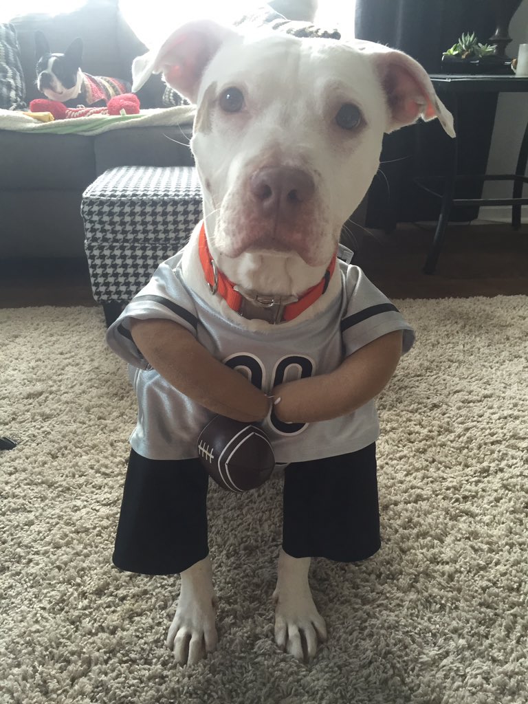 krystenstjohn's tweet photo. @DailyPitbulls https://t.co/97ffWtwUH5