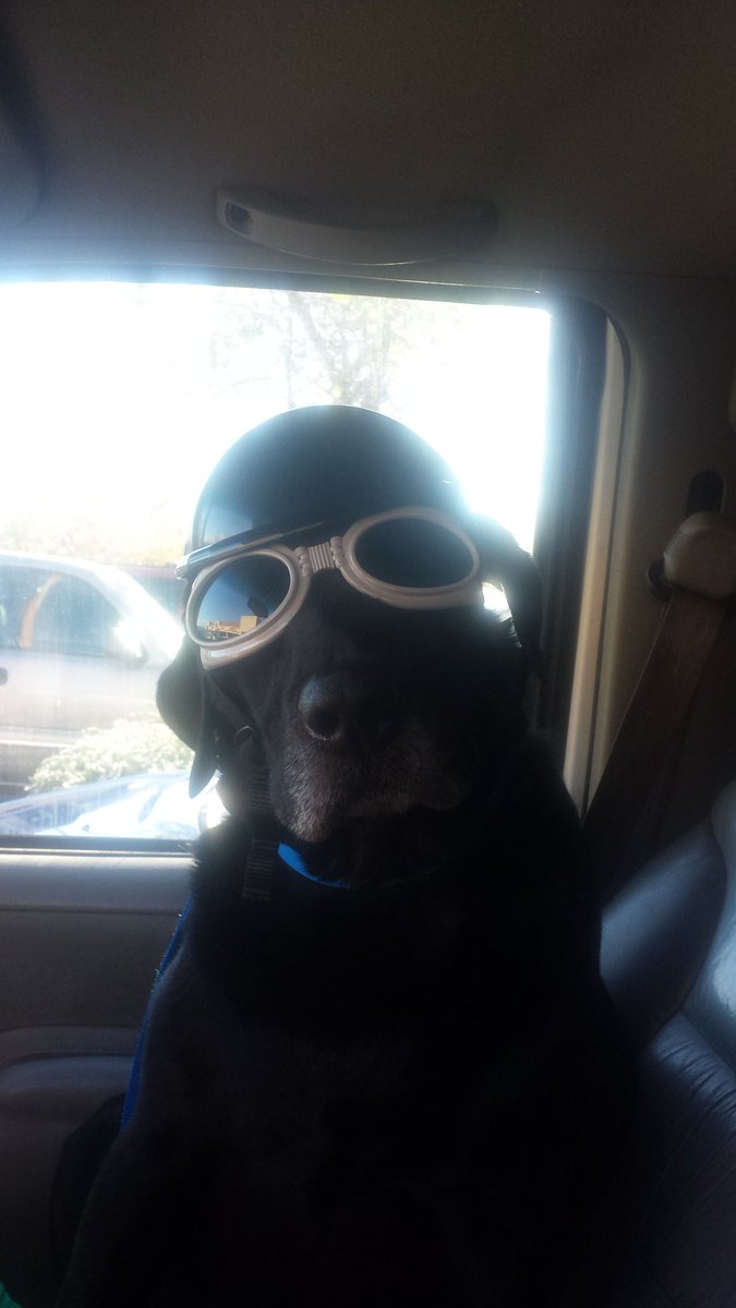 raidirz's tweet photo. @BajaPonchos never leave my best friend home unless I absolutely have too. Bestest buds forever.
#LabPower https://t.co/RwXFXgldA0
