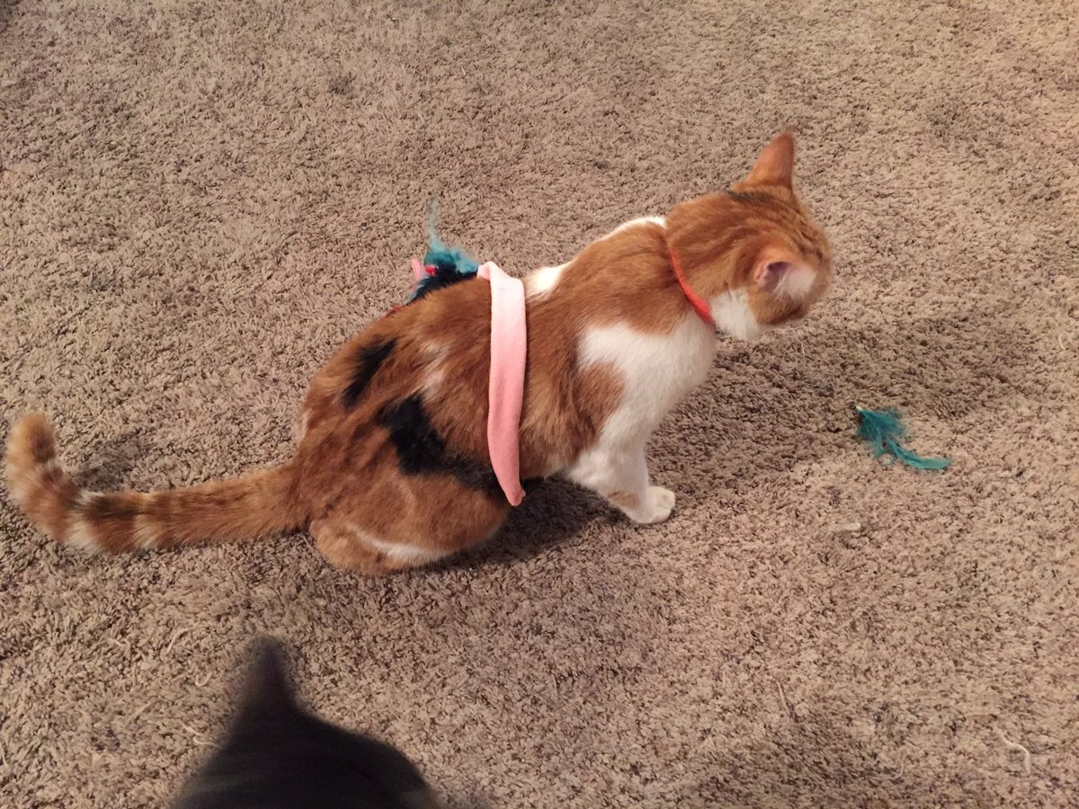 kwurky's tweet photo. Snazzy hat from @Vaerosii in my #ASC #SectetSanta package. And treats and toys for the kitties! I ❤️ my @AntisocialClubG friends! https://t.co/Fo50nvhyDi