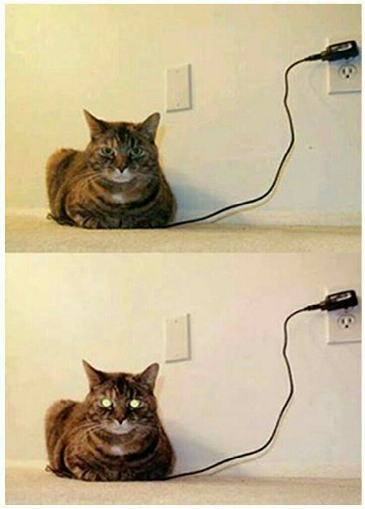 kittenclothing's tweet photo. Your cat is fully charged, please unplug the charger.. https://t.co/yxS0YDy3DS