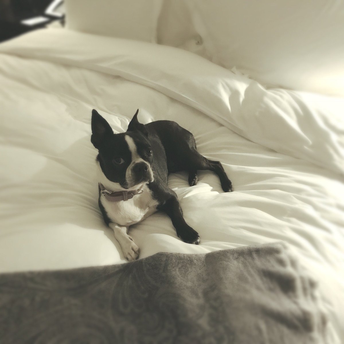 frankiesbook's tweet photo. Lovin’ the luxe life✨Just call me Princess👸 Frankie-Doodles 💖 #rosewoodlondon #FrankieDoodlesClub #bestrong #bekind #beyou #love #dogs #pets https://t.co/QEnrvvcWUY