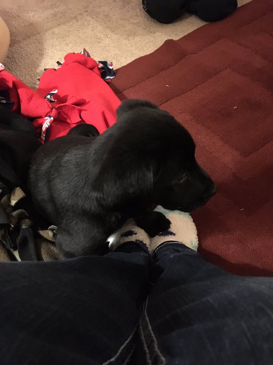KendraBraunger's tweet photo. My snap score has shot up since getting this little nugget. Coincidence? I'm thinking no... #snapchatcentral #itsmydogagain https://t.co/PALyADWffb