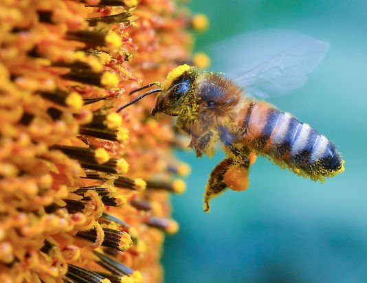 One_Zest's tweet image. Belle Opportunité pour innover : L’extinction des pollinisateurs menace 1,4 milliard d’emplois ! via @lemondefr lemonde.fr/biodiversite/a…