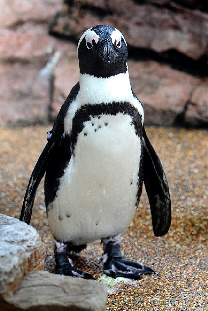 京都水族館 公式 今日はペンギンのしんまち 新町通り の4歳の誕生日です おめでとうしんまち ペンギン T Co 5i8qjopccq